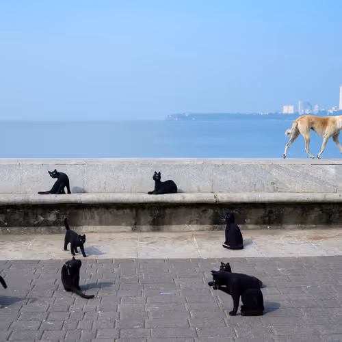 Black Cats V3