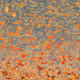 29000054