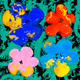 Flowers Flowers Flowers #1365