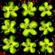 Flowers Flowers Flowers #830