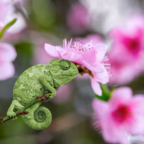 little chameleon welcoming spring
