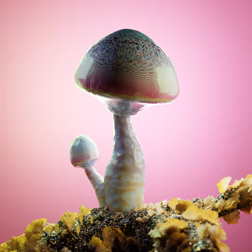 Rare Mushrooms V2