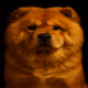 Chow Chow