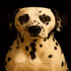 Dalmatian 