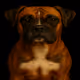 Boxer