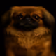 Pekingese