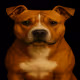 American Pit Bull Terrier