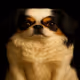 Japanese Chin