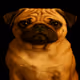 Pug
