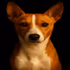 Basenji