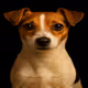 Jack Russell Terrier