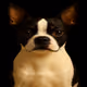 Boston Terrier