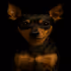 Miniature Pinscher