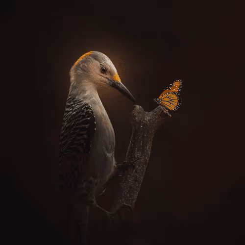Wildly Avian