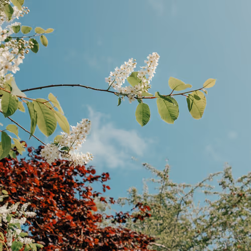 Bird Cherry