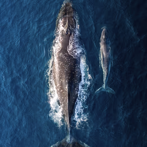 Ocean Art Shapes