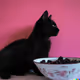 Black Cat w Black Berries