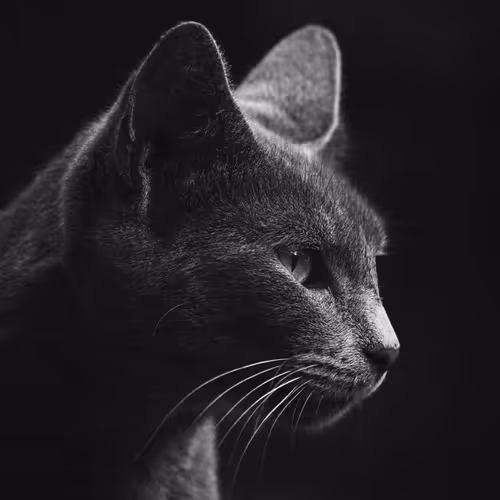 B & W CATS