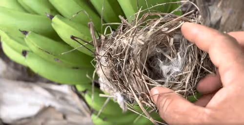 Item #51582083121382664754572266337257696728237193355148908677881965574864855105596 Media