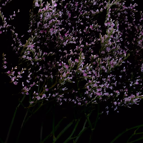 Flower Shop V2