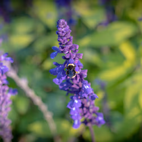 Bumblebee