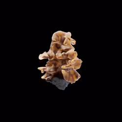 OG:Crystal 2294