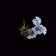 OG:Crystal 2209