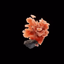 OG:Crystal 9738