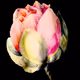 Gentle Flower