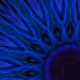 CHAKRA V2