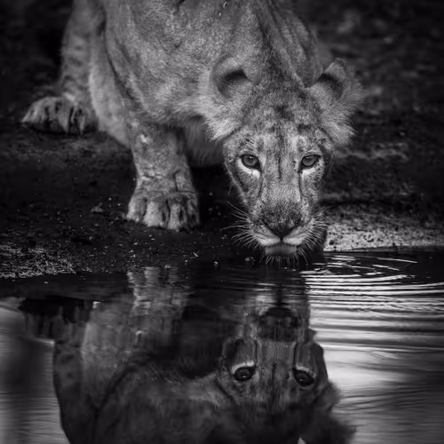 Reflection