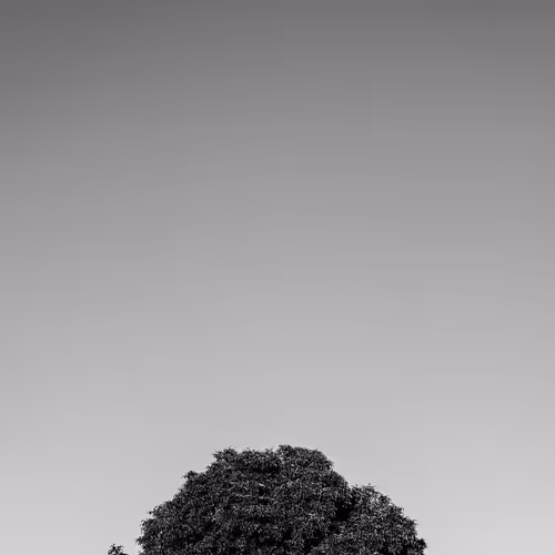 Solitary Editions