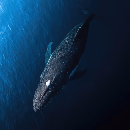 SEAQUARIUM