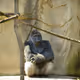 HARAMBE: LEGENDS #187