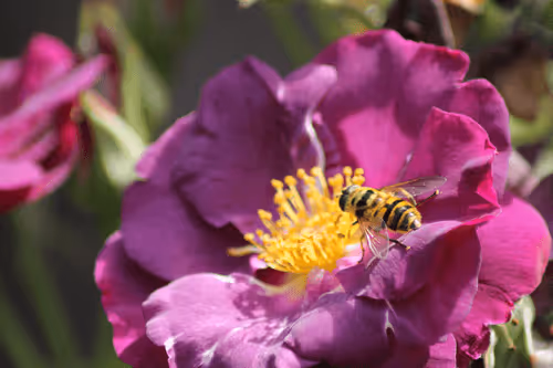 Item #51124555051901614330264480006545612592022390906904121289505624495338515595265 Media