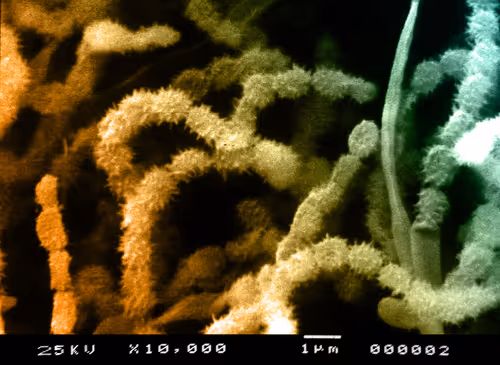 Item #115505927728344181025262329658899620468765138243295584093365708477065125167105 Media