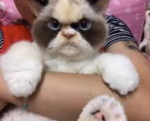 Item #111067975309625328485044440971449723754249480833731888073200777380548862541825 Media