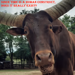 51313302132644519913343847646347811445510524411913136629935896431048217591809