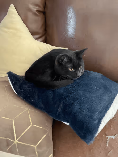 Item #57432309319676179700798702069366385585354272226932054472084541960626590711809 Media