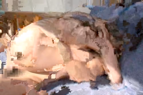 Item #27175538774817670301981119189846699523933914292239667168195015541155866607617 Media