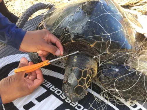 Item #61766932903347958731953246728131449434683822553701043197731977566146613215233 Media