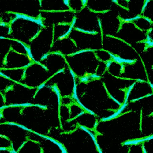 Item #51929734946411346289540790635765095060363125039145709683616697026515333808129 Media