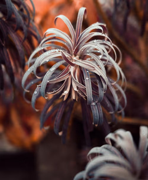 Item #103066555971611021134149055345018438449666255846358212838134356842188223021057 Media