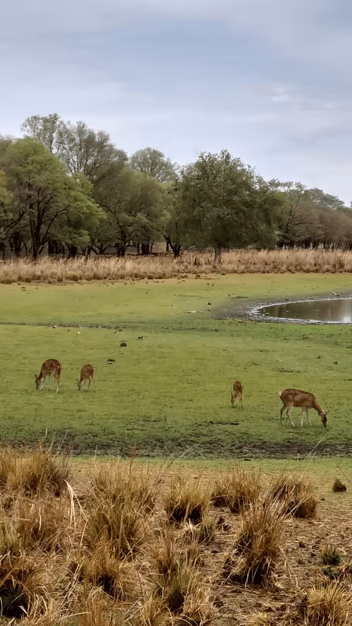 Item #35163100553252135629618575143351731354868618321771378884589416415798633693185 Media