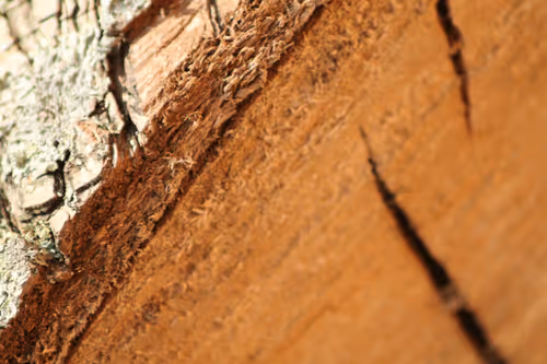 Item #51124555051901614330264480006545612592022390906904121289505624498637050478593 Media