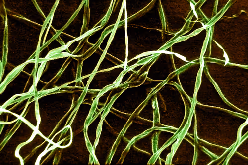 Item #115505927728344181025262329658899620468765138243295584093365708474866101911553 Media