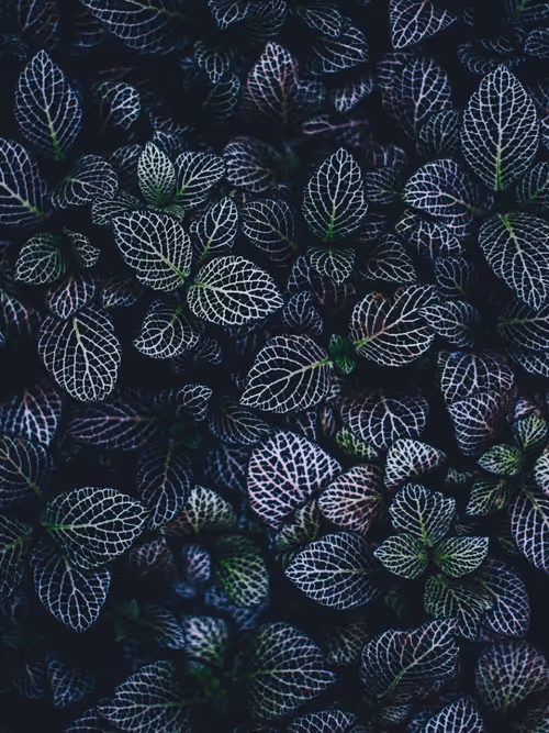 Item #104394746936319360627946777373418206348434444542332590653140040154122387718145 Media