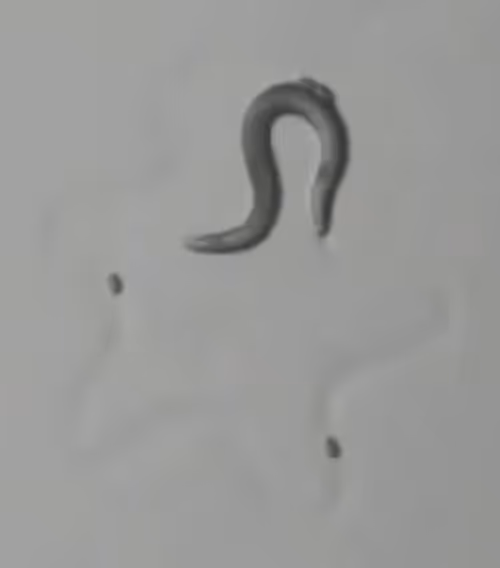 Item #88178403044767415627587356713480527064190058528292718512072958404160164724737 Media