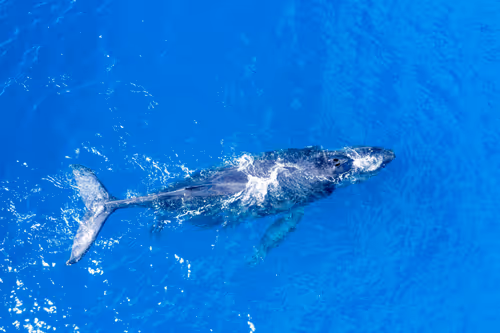 Item #61766932903347958731953246728131449434683822553701043197731977556251008565249 Media