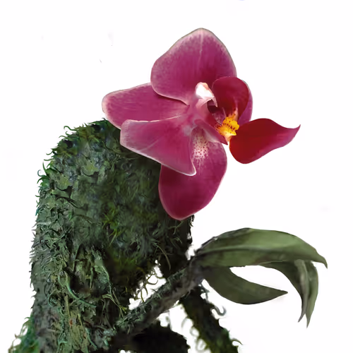 Item #69263692734302161044241320265110333107332673808638480991274558707496287993857 Media